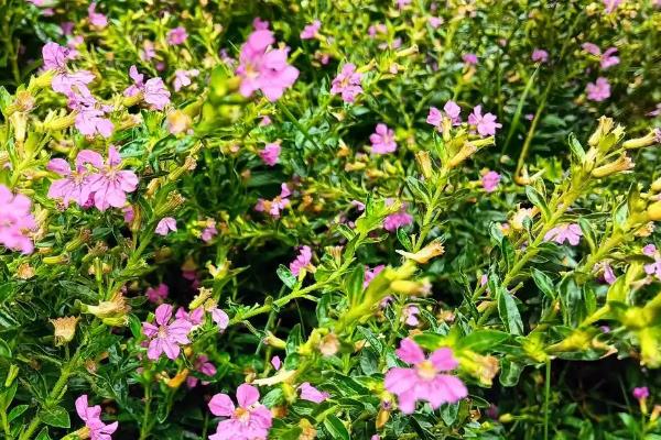 雪茄花怎么养殖，将温度保持在18-28℃可促进生长