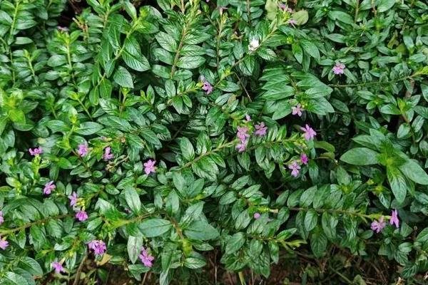 雪茄花怎么养殖，将温度保持在18-28℃可促进生长