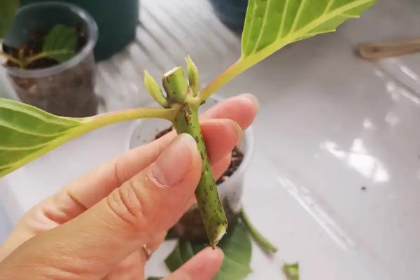 尖尾芋如何养粗壮，最重要的一步就是水肥的管控
