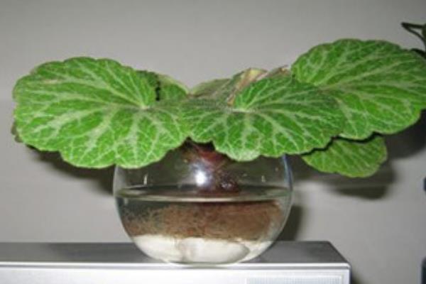 虎耳草能水培吗，虎耳草能水培