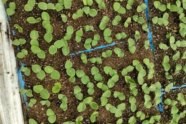 9月份能不能种植葫芦，温度保持在18℃以上才能种植