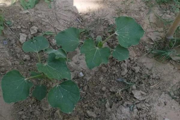 9月份能不能种植葫芦，温度保持在18℃以上才能种植
