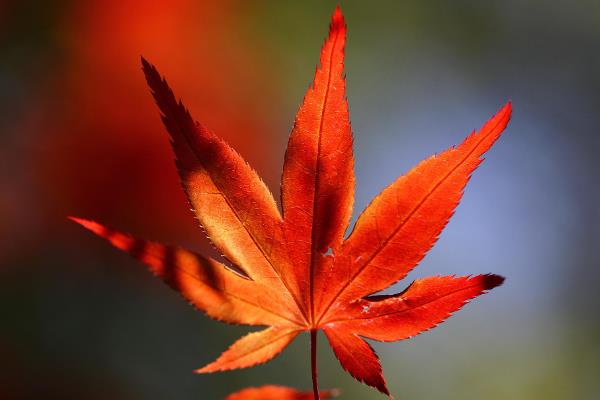 枫叶的寓意，寓意诺言、温暖等