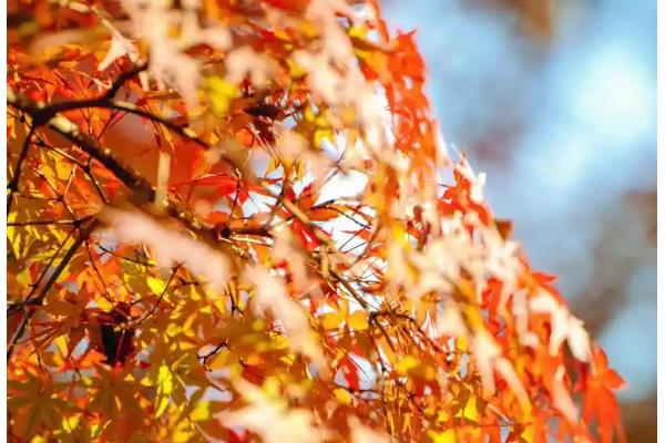 枫叶的寓意，寓意诺言、温暖等