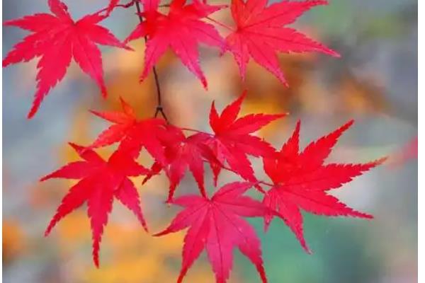 枫叶的寓意，寓意诺言、温暖等
