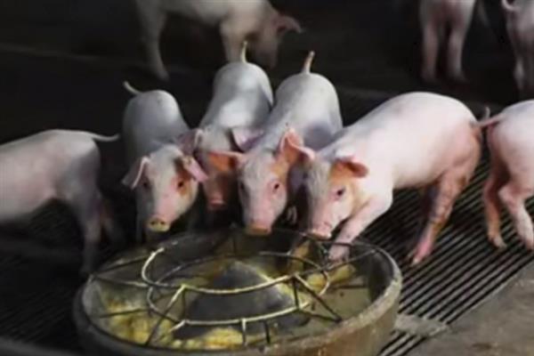 猪粮比6:1的意思，指6斤饲料可以让猪长1斤肉