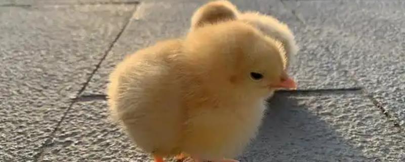 小鸡仔一直叫的原因，温度过低时会聚堆乱叫