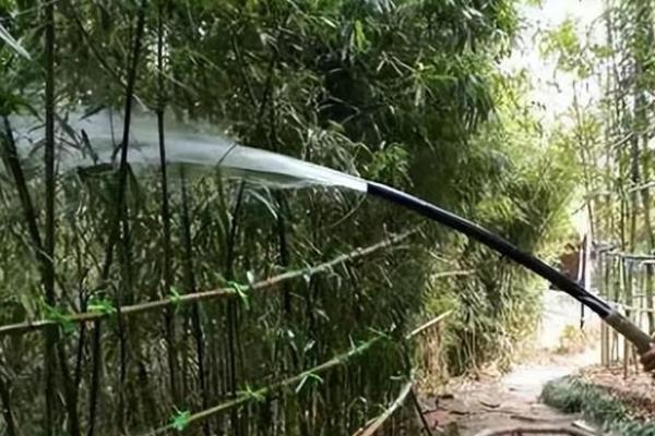 竹子的养殖方法，喜欢酸性或者中性的花土
