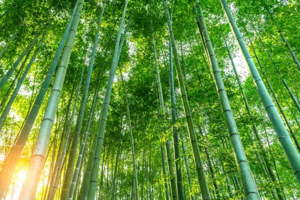 竹子的养殖方法，喜欢酸性或者中性的花土