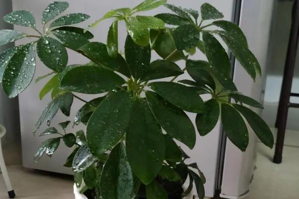 鸭脚木的分叉方法，剪除主枝条的顶端部分可促进分叉