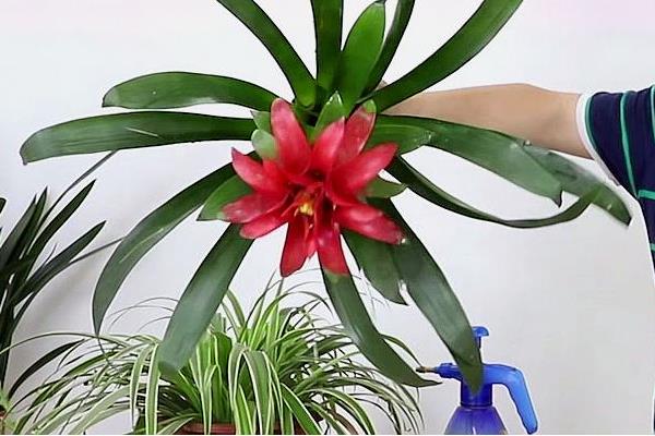 鸿运当头的换水间隔，冬春季节每隔7-10天换一次