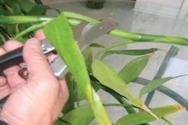 富贵竹的杆会蔫的原因，可能是温度不适或换水不当所致