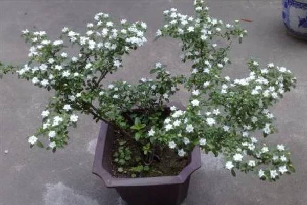 六月雪修剪后叶子焉了的原因，可能是光照过强或浇水不当所致