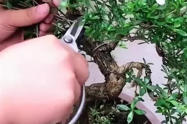 六月雪修剪后叶子焉了的原因，可能是光照过强或浇水不当所致