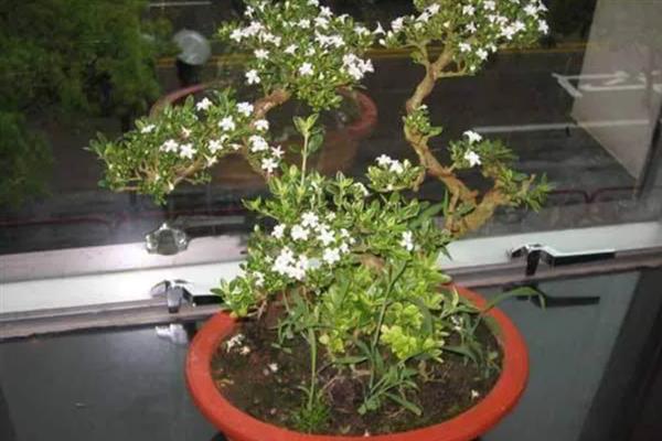 六月雪修剪后叶子焉了的原因，可能是光照过强或浇水不当所致