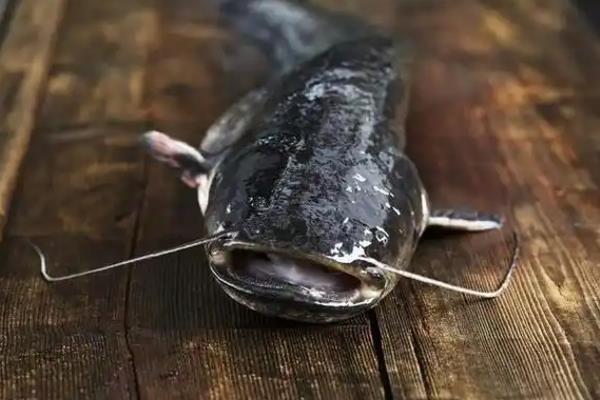 大口鲶和胡子鲶的区别是什么，科属和体型均不同