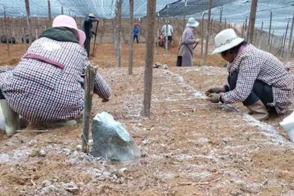 三七苗的外形特点，小叶长椭圆形、倒卵形