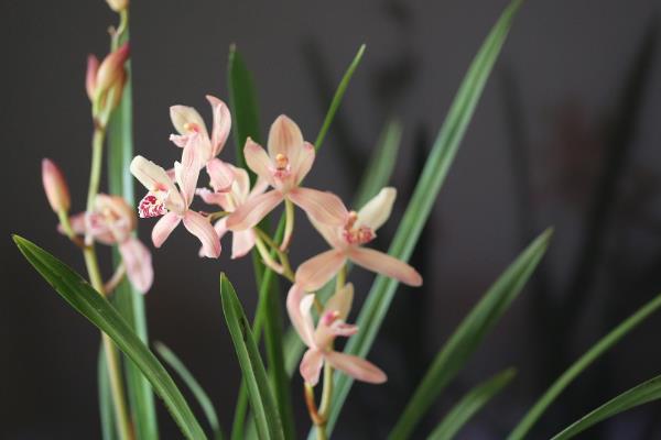 兰花象征什么，具有高洁、典雅、淡泊等含义