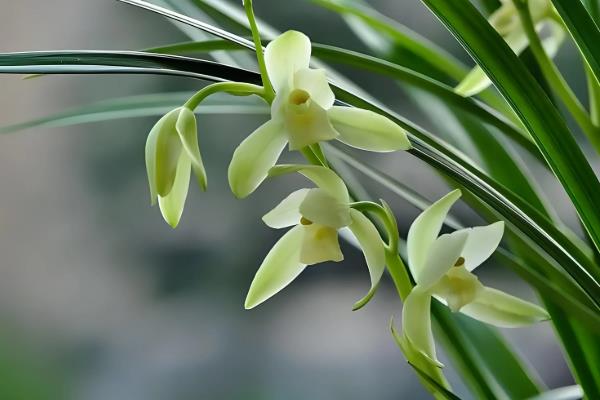 兰花象征什么，具有高洁、典雅、淡泊等含义