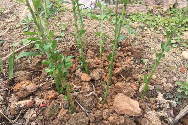菜用枸杞怎么进行无土栽培，把枝条放在营养液中培养