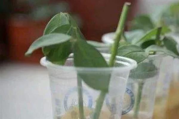 菜用枸杞怎么进行无土栽培，把枝条放在营养液中培养