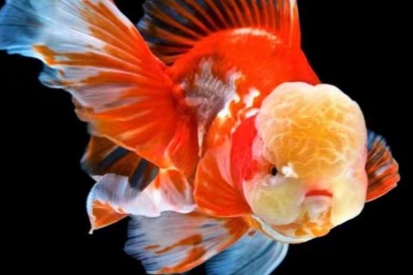 泰狮和百褶泰狮有何区别，前者尾巴多变、后者尾巴就像百褶裙