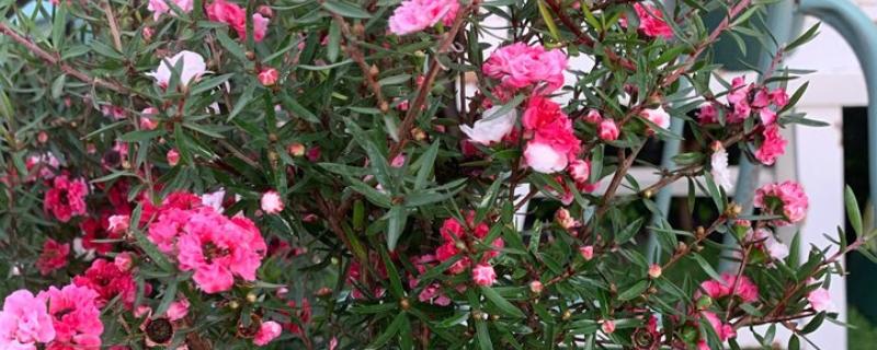 松雪梅的养殖方法，需要每隔1-2年更盆换土一次