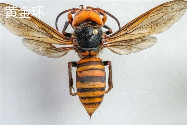 金环胡蜂是不是虎头蜂，属于虎头蜂里面的一个品种