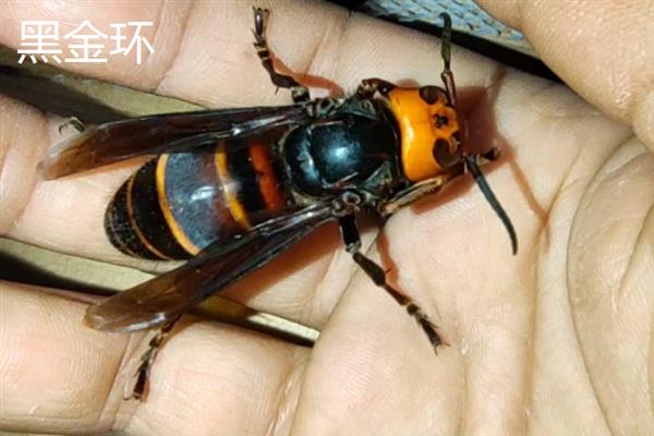 金环胡蜂是不是虎头蜂，属于虎头蜂里面的一个品种