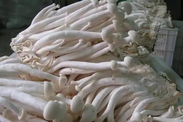 海鲜菇的收获时间，在秋季九月开始收获