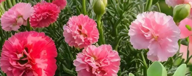 代表健康平安的花卉有哪些，月季花、百合花等品种均有健康平安的含义