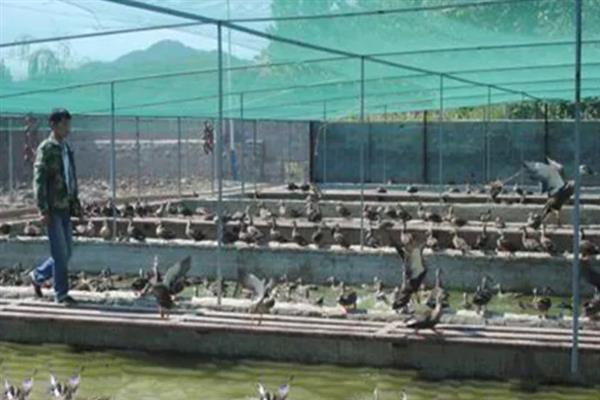 野鸭怎么育雏，育雏室的温度保持在25℃左右
