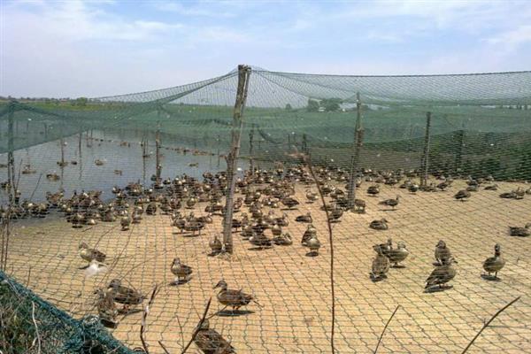 野鸭怎么育雏，育雏室的温度保持在25℃左右