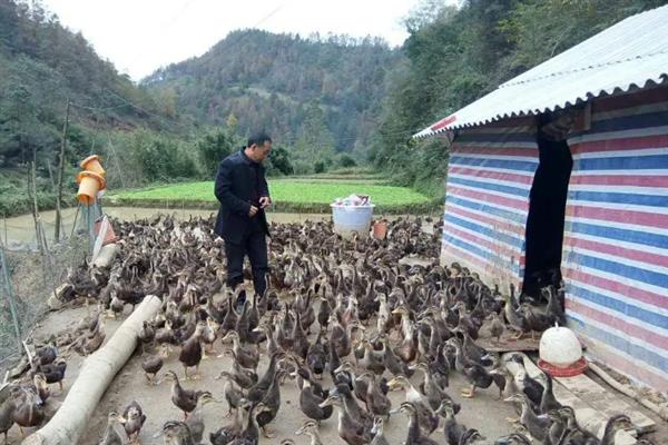 野鸭怎么育雏，育雏室的温度保持在25℃左右