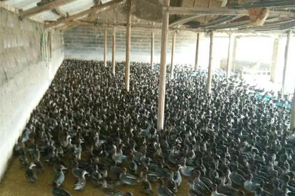 野鸭怎么育雏，育雏室的温度保持在25℃左右