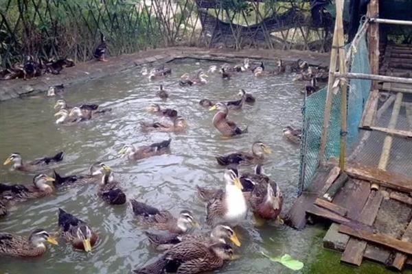 野鸭怎么育雏，育雏室的温度保持在25℃左右