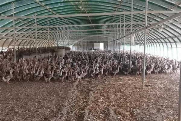野鸭怎么育雏，育雏室的温度保持在25℃左右