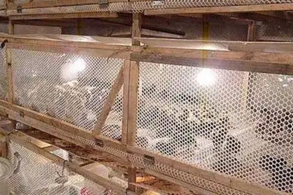 野鸭怎么育雏，育雏室的温度保持在25℃左右