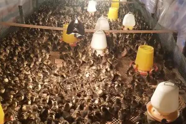 野鸭怎么育雏，育雏室的温度保持在25℃左右