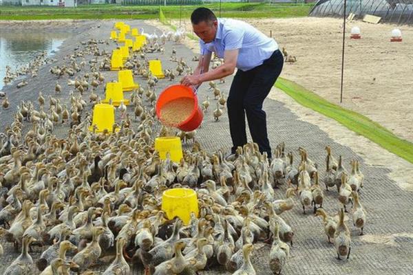 野鸭怎么育雏，育雏室的温度保持在25℃左右