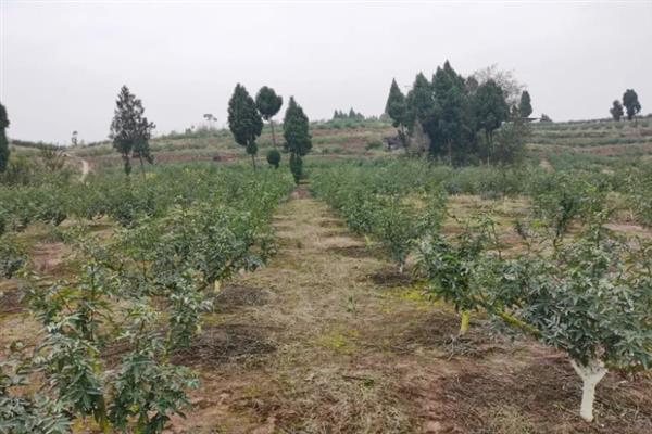 花椒是什么时候传入中国的，是中国自古既有的本土作物