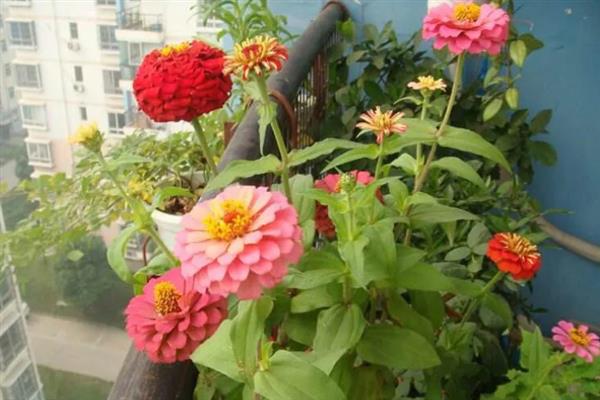 百日草怎么管理，每天提供6小时以上光照