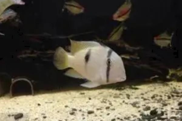 钻石藩王好不好养，新手也能尝试养殖