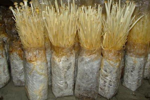 自行种植金针菇的方法，每天要补充一次水分