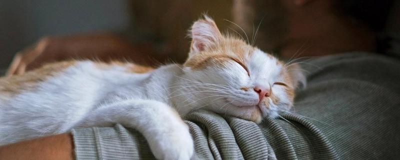 猫咪忍痛的表现，会出现食欲下降、不爱活动、脾气变差等情况