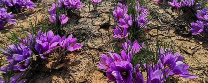 何时种植藏红花，一般在3-4月份、9月份播种