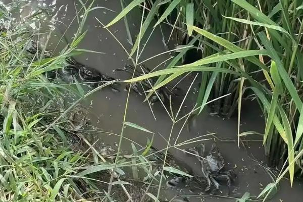 稻田蟹的产地，各地的稻田均有分布