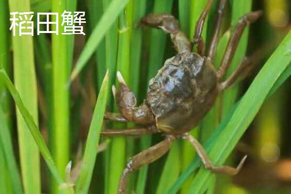 稻田蟹的产地，各地的稻田均有分布