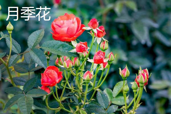代表健康平安的花卉有哪些，月季花、百合花等品种均有健康平安的含义