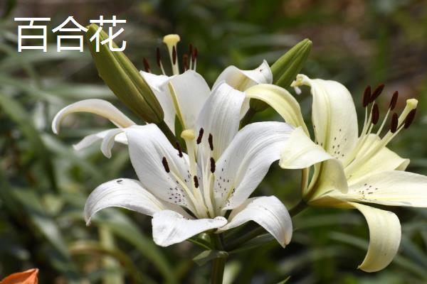 代表健康平安的花卉有哪些，月季花、百合花等品种均有健康平安的含义